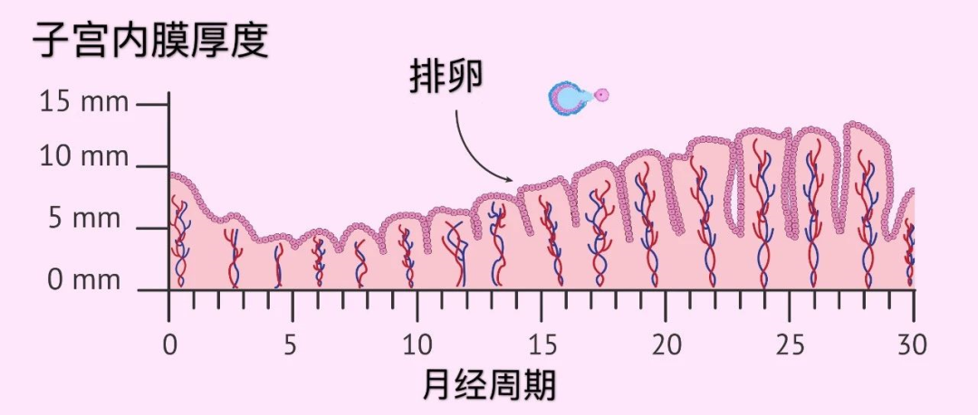 香港验血 血液抽出不能超过几天,试管婴儿 - A型内膜：完美的三线征，胚胎着床