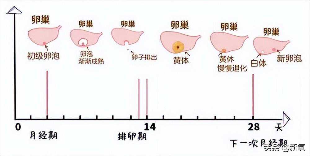 香港验血寄血样流程,美国试管婴儿宫外孕有什么征兆